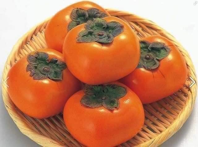 cây giống hồng giòn không hạt