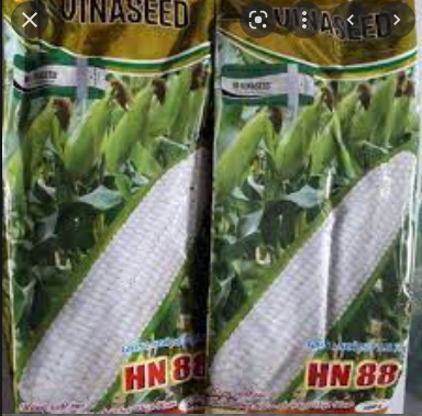 Hạt giống bắp nếp lai f1 hn88 , giống ngô lai f1