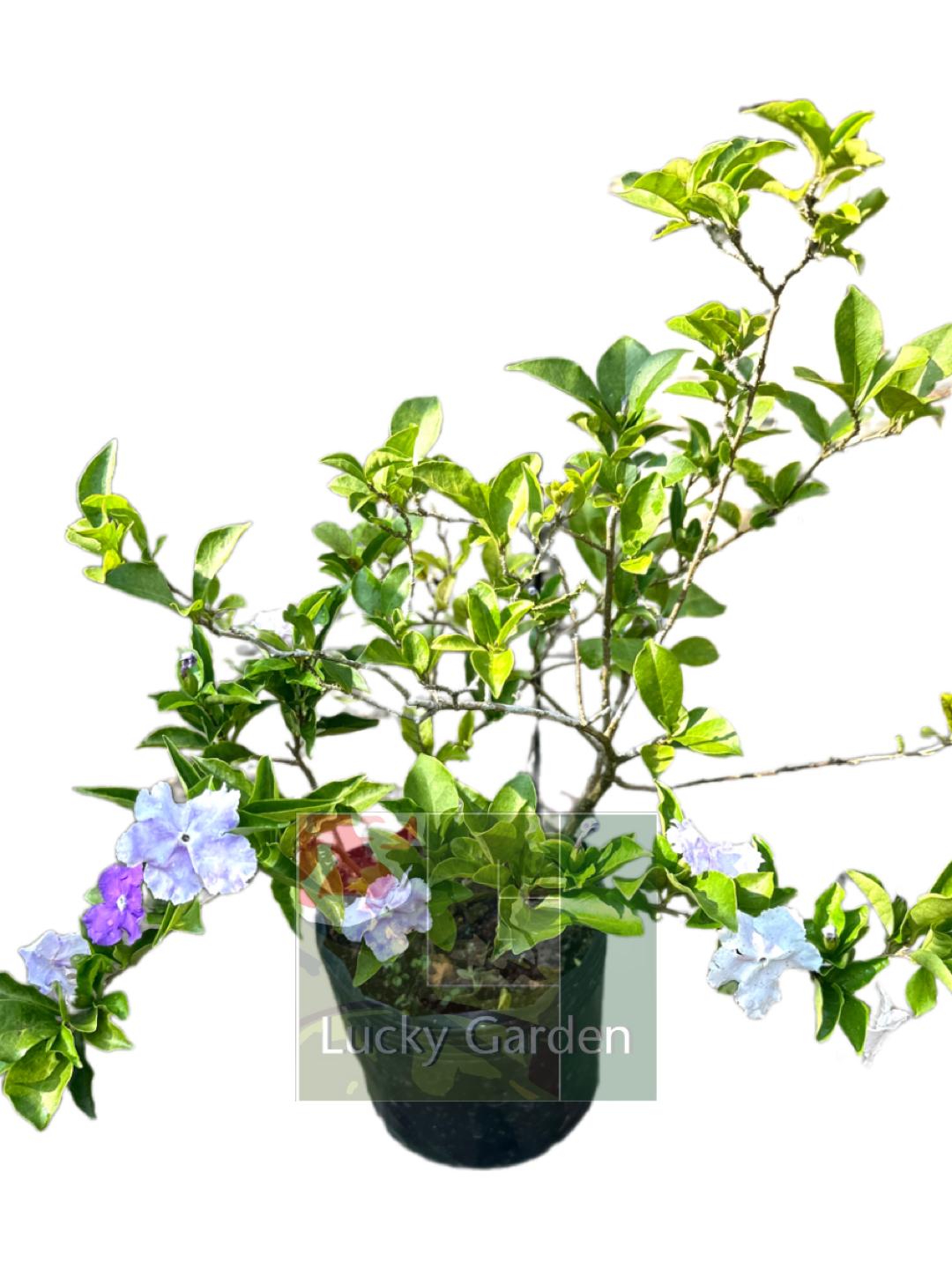 Brunfelsia pauciflora (0.4mH)/ Yesterday Today and Tomorrow