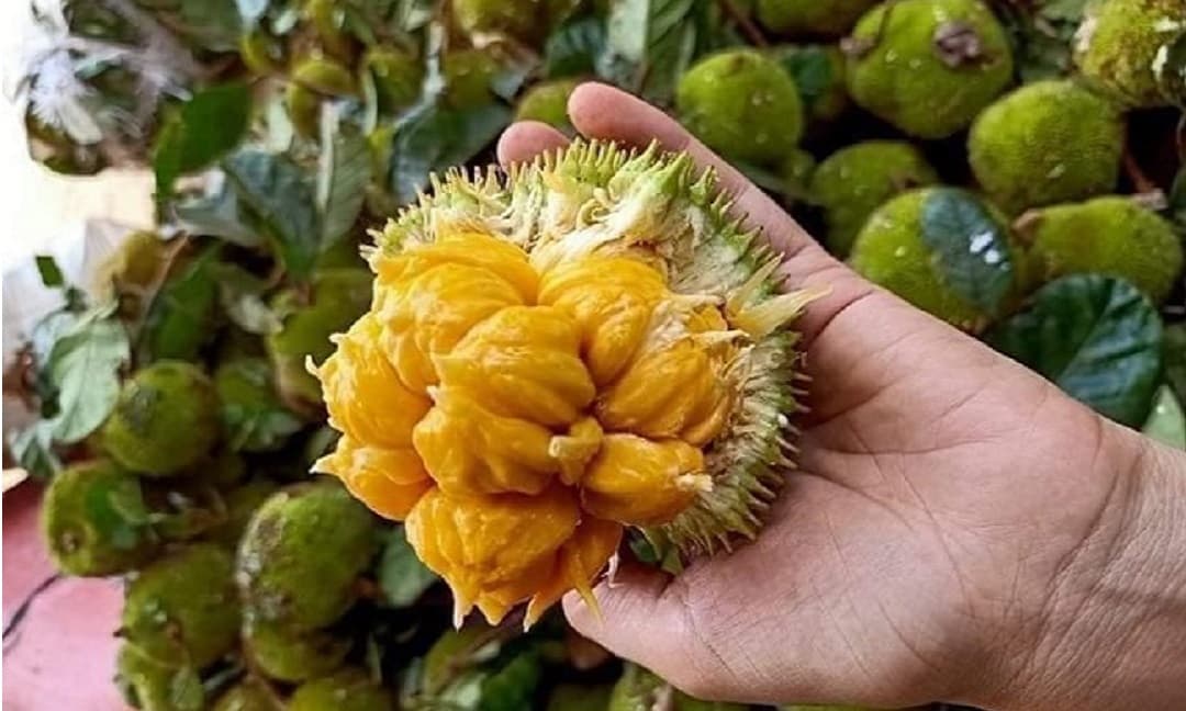 CÂY GIỐNG MÍT ẤN ĐỘ QỦA NHỎ SIÊU THƠM ( cây cao 80 cm )
