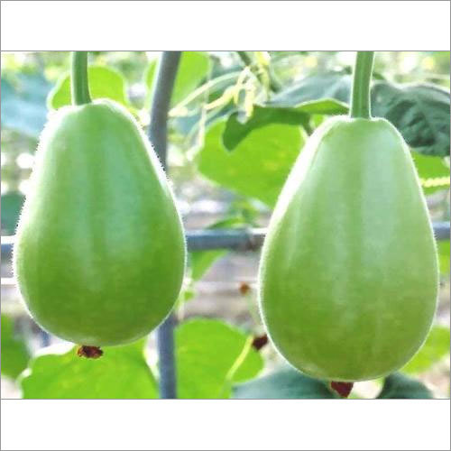 Hạt giống bầu tròn f1 - gói 10 hạt