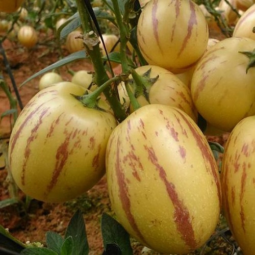 Hạt giống dưa hấu pepino ( 5 hạt) - thanh mát, mọng nước