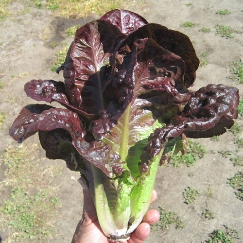 Hạt Giống Xà Lách Romaine Đỏ (2gr)