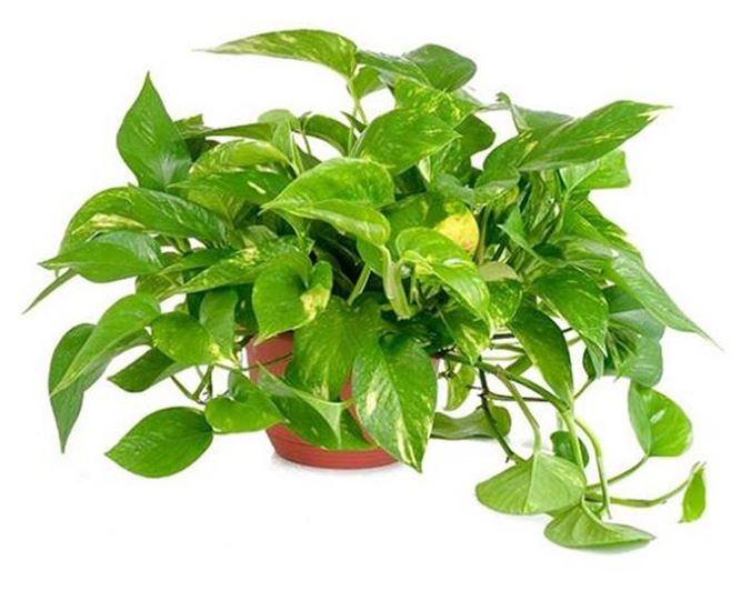 Combo gồm 5 cành trầu bà nhánh và 5 cây trầu bà con