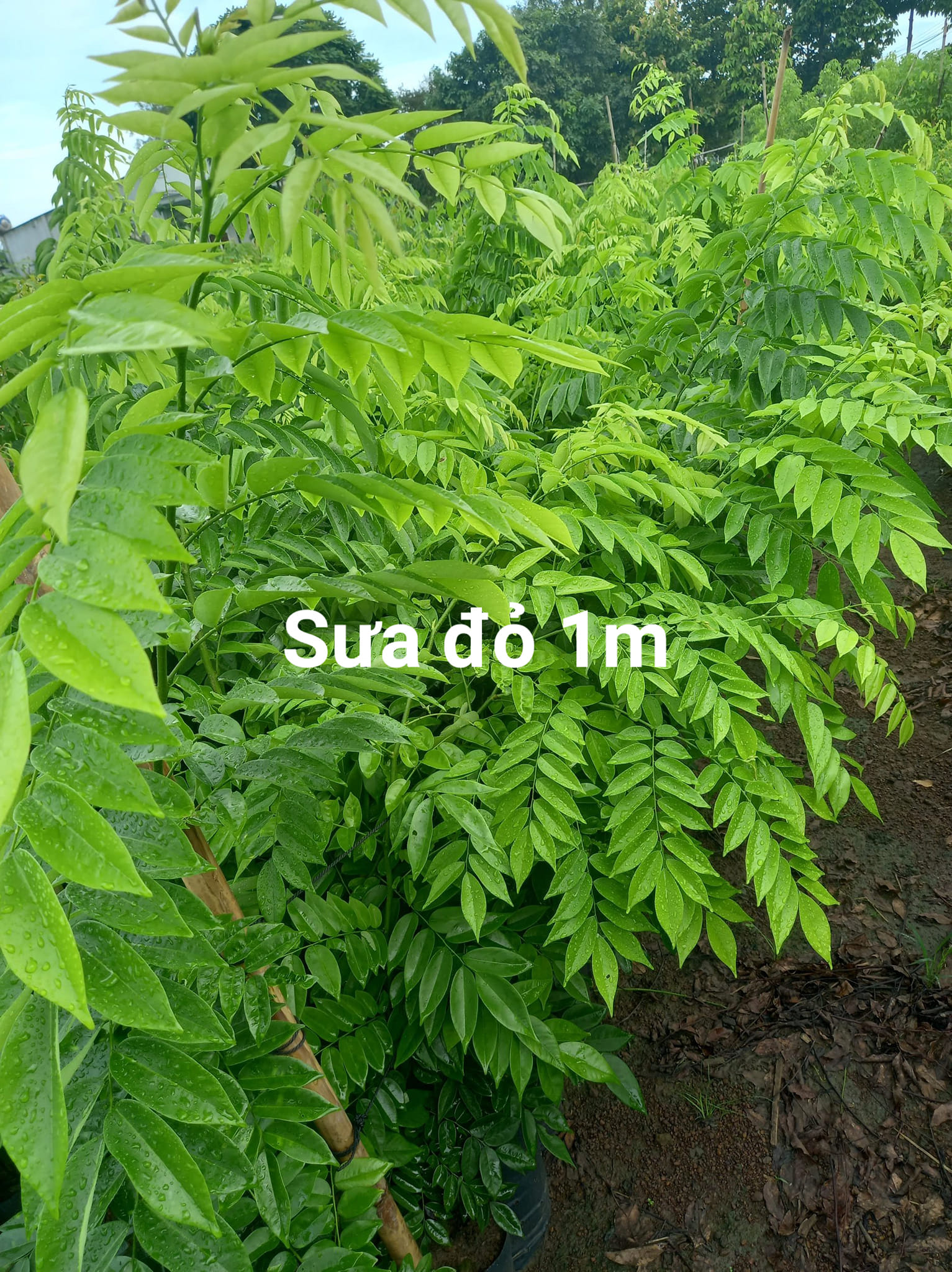 Quả sưa đỏ giống