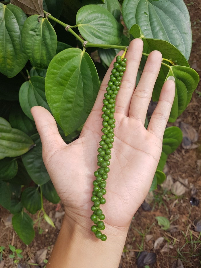 COMBO 10 CÂY TIÊU GIỐNG CHUẨN.