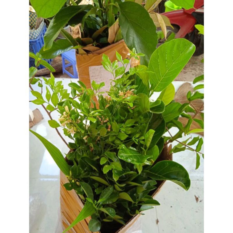 MÍT KHÔNG HẠT CÂY GHÉP