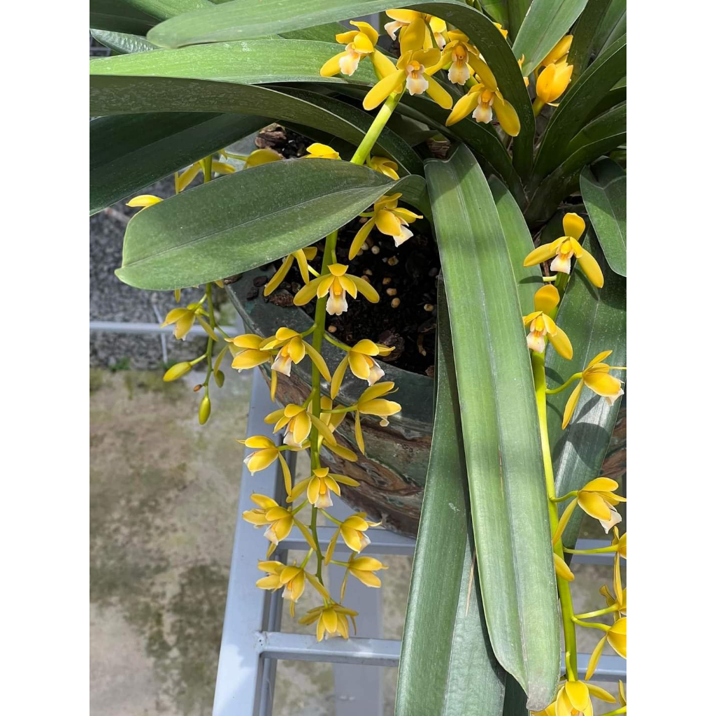 HOA LAN  Kiếm Phan Trí GIỐNG Năm 3