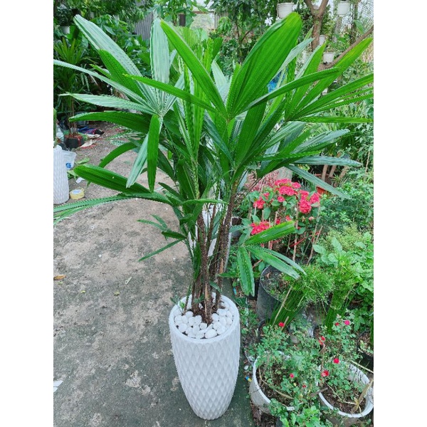 Chậu Cây Trúc Mây(Cật Mật)