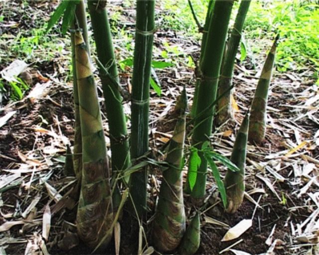 Cây Giống tre tàu vừa làm cảnh, vừa lấy măng