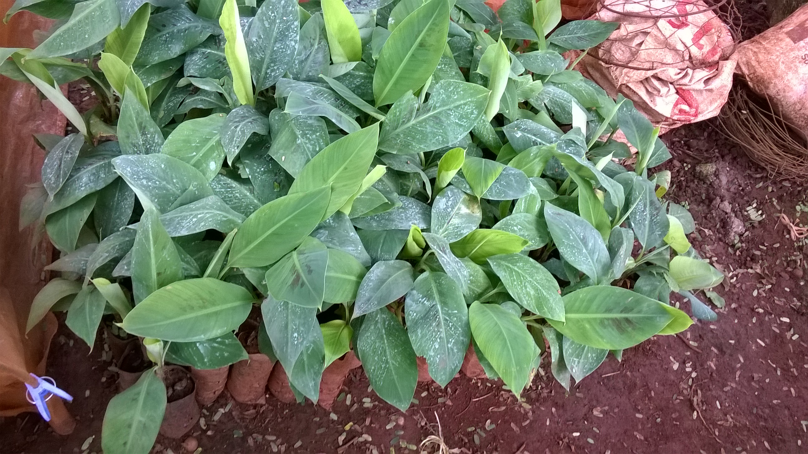 CÂY GIỐNG CHUỐI CAU DỄ TRỒNG.