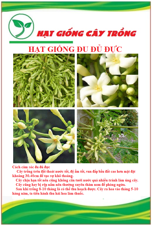 Hạt giống cây đu đủ đực - 1 gói 10 hạt