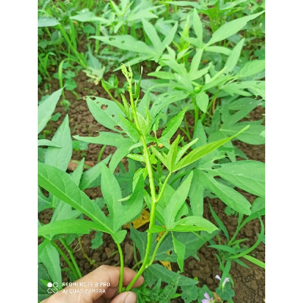 10 dây rau lang nhật trắng siêu ngọn để trồng