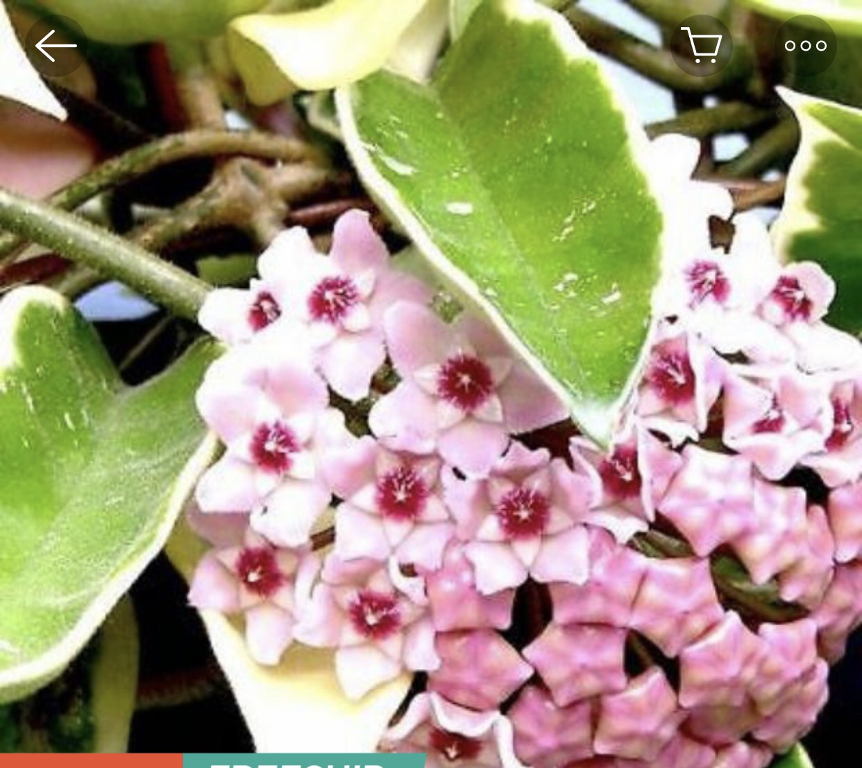 cây lan cẩm cù cẩm thạch- caykiengsadec- hoa lan
