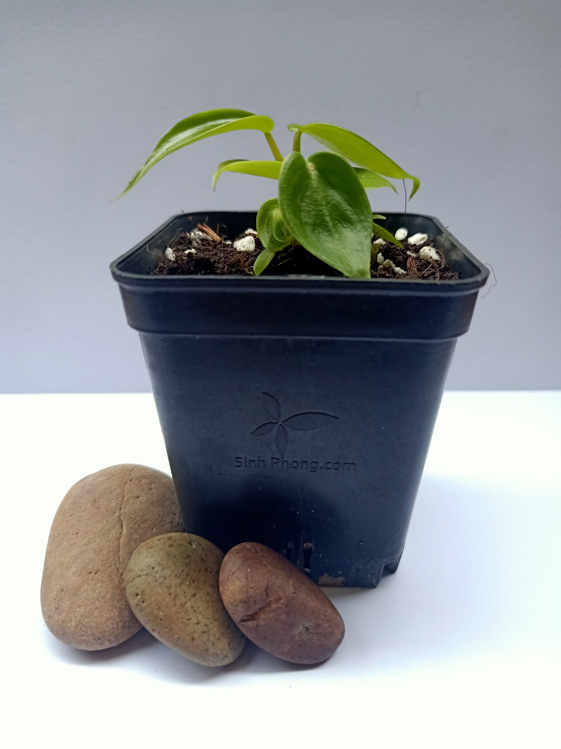 Én Xanh( Philodendron Florida Beauty)