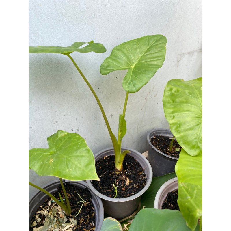 (HOẢ TỐC) CÂY RÁY VOI XANH (cao 30 - 50cm) - 1 cây