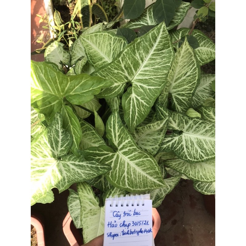 cây tróc bạc ( trầu bà trắng)-cây giống