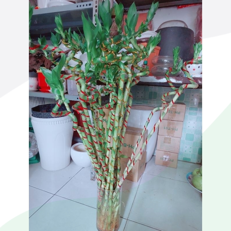 Trúc phát tài xoắn bán lẻ từng cây