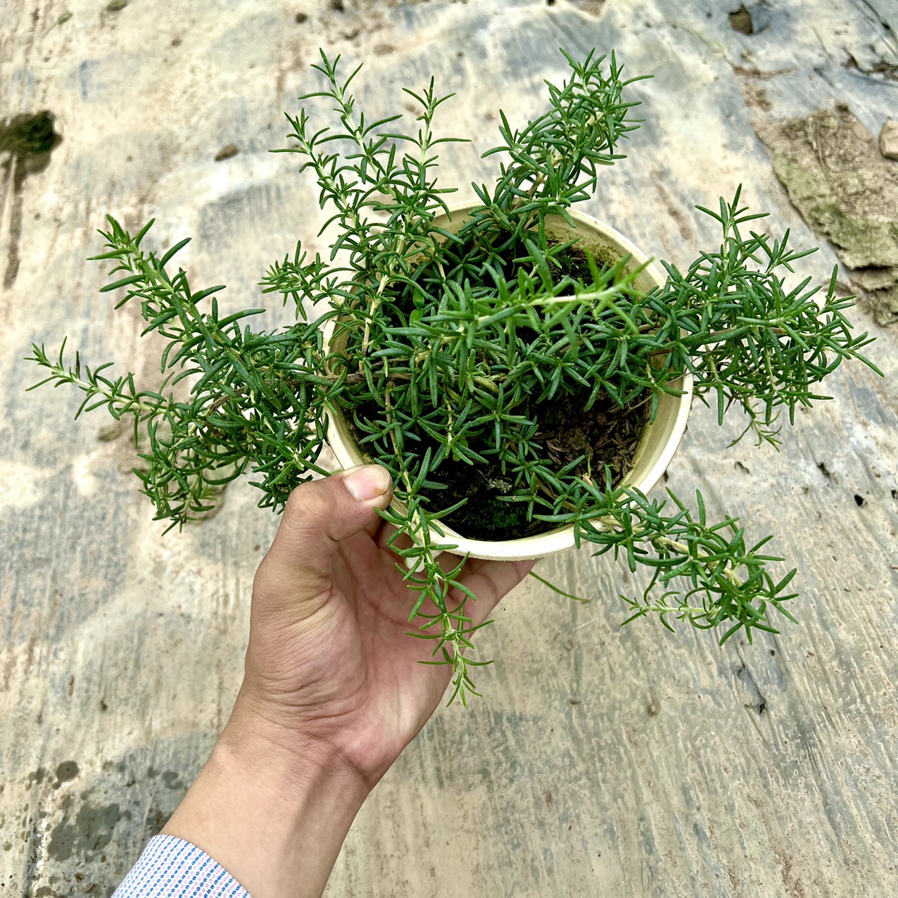 Cây hương thảo rủ