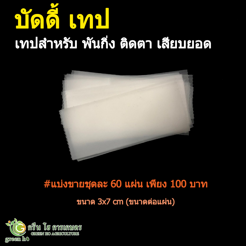 BUDDY TAPE บัดดี้เทป เทปสำหรับติดตา ต่อกิ่ง เสียบยอด (แบ่งขาย ชุดละ 60