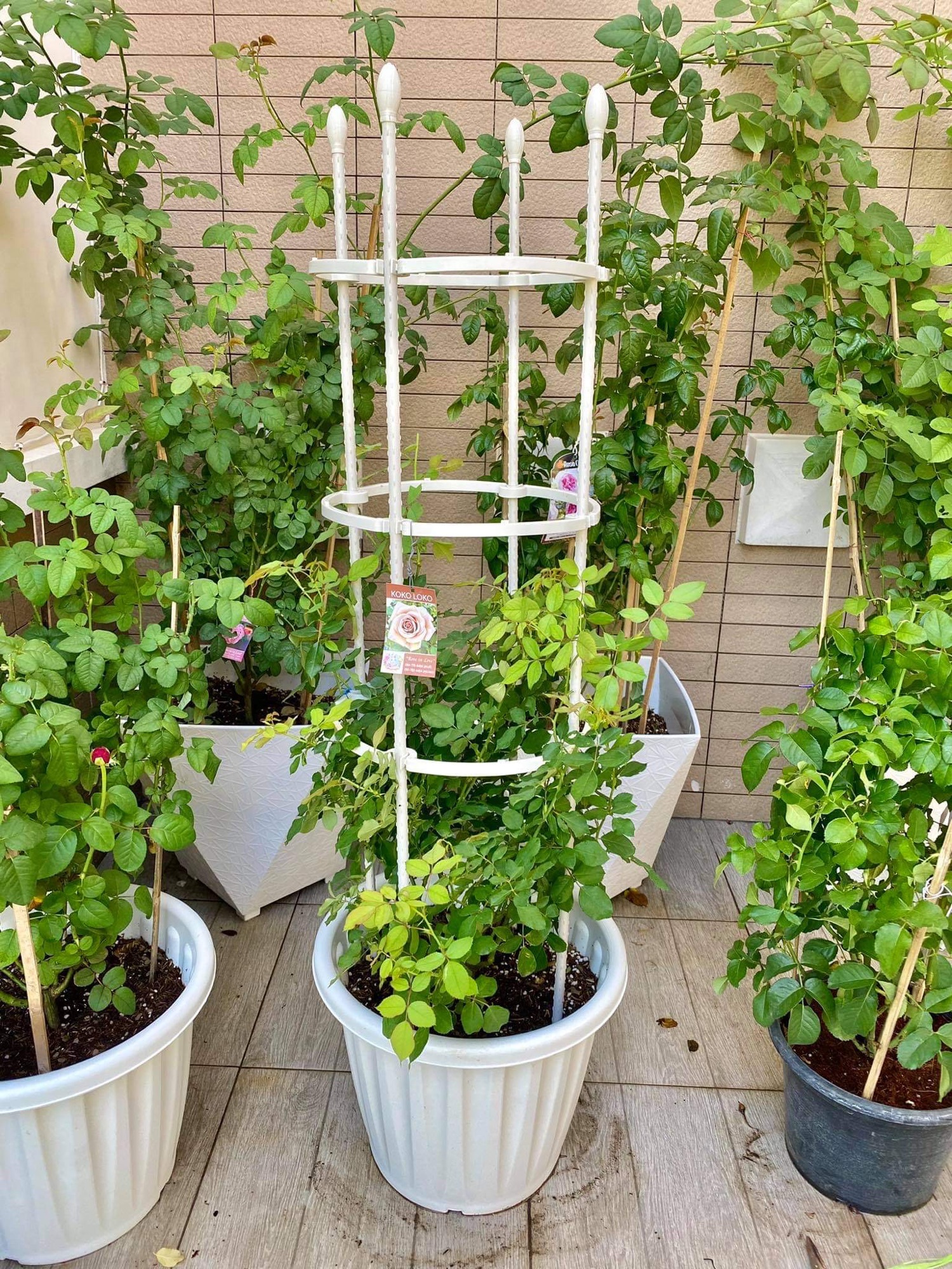 ขาว โครงไม้เลื้อย~โครงกุหลาบ rose arch rose trellis Ivy arch Climbing ...