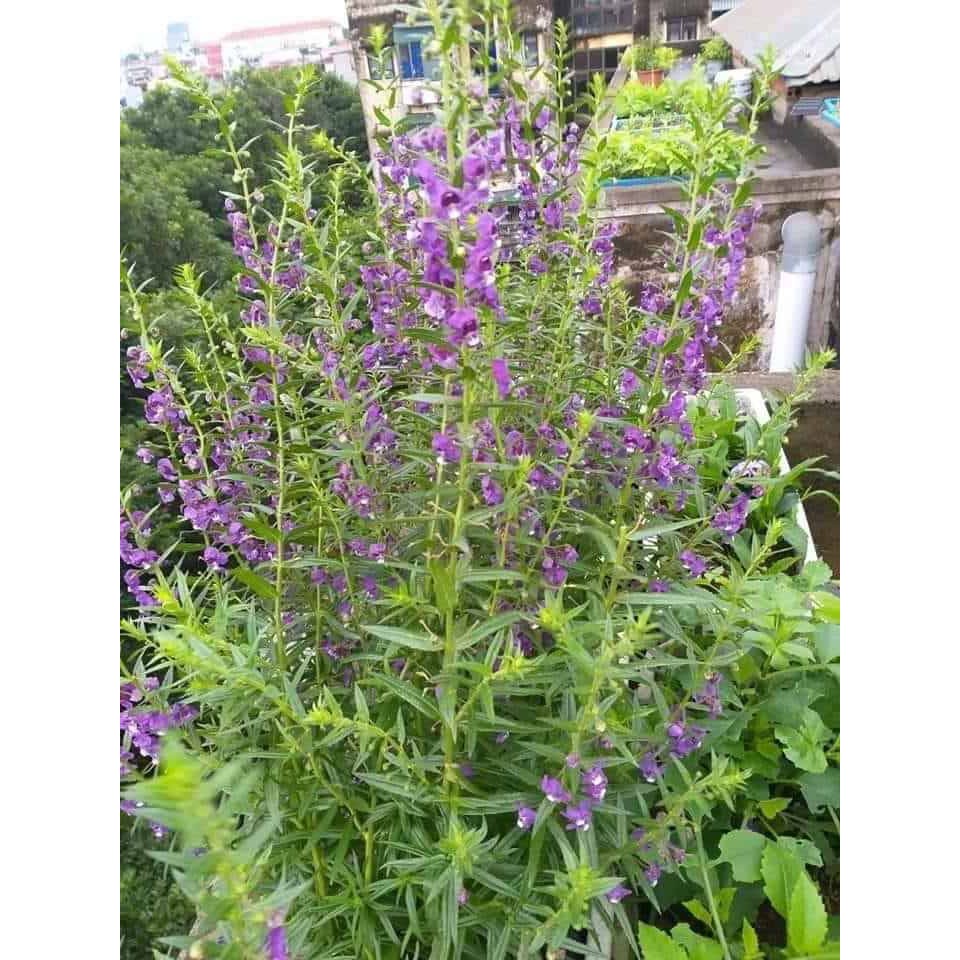 Hoa violet tím cổ thơm - bầu cây giống size lớn