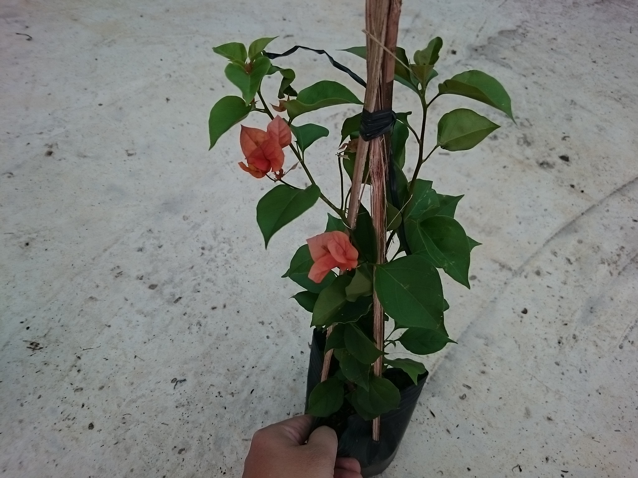 Cây Bông Giấy Cam - cây cảnh sân vườn