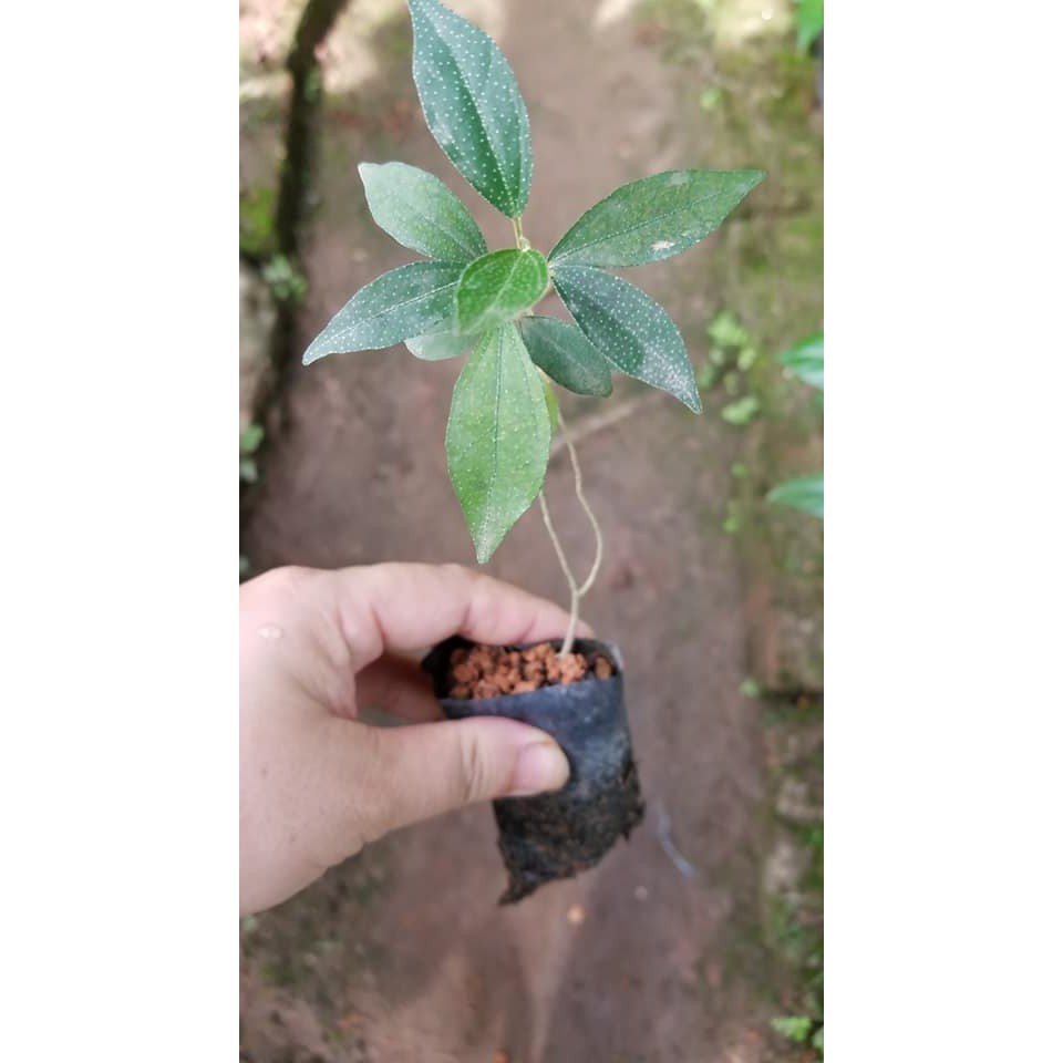 cây khổ sâm cho lá (Khổ sâm Bắc Bộ, Cây cù đèn)- cây giống