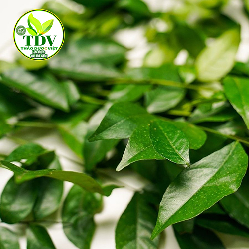 500G LÁ MÓC MẬT TƯƠI LẠNG SƠN LÀM MÓN NƯỚNG