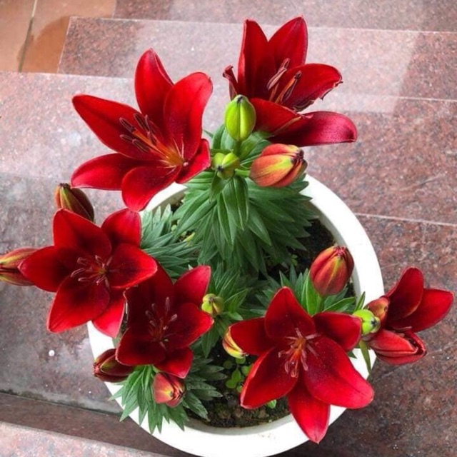 củ hoa ly lùn trồng 30 ngày có hoa(có 9 màu)