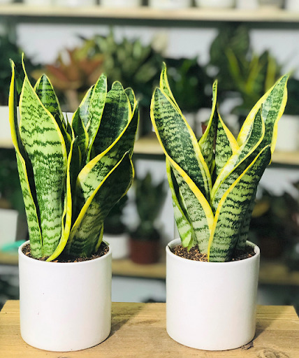 Combo 3 cây giống lưỡi hổ lùn viền vàng, cây rễ trần