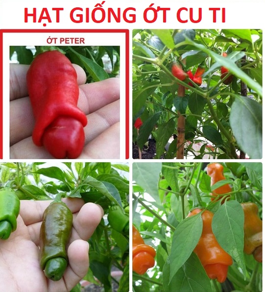 [FreeShip] Hạt Giống Ớt Cu Ti - Ớt Peter - gói 5Hat