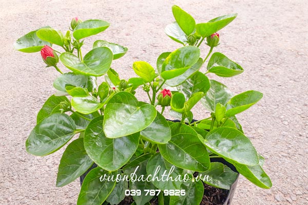 Cây Bông Bụt Thái Kép (Cây bông bụp thái kép) có hoa đẹp
