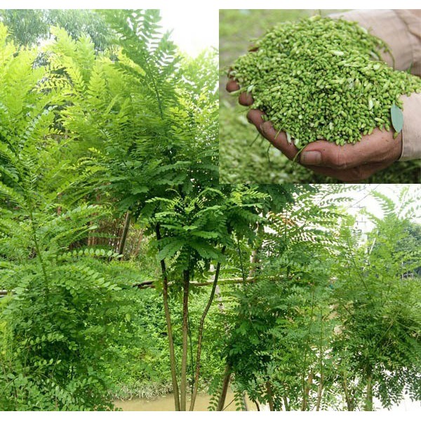 CÂY HOA HÒE (hòe hoa) nếp -cây giống nhỏ