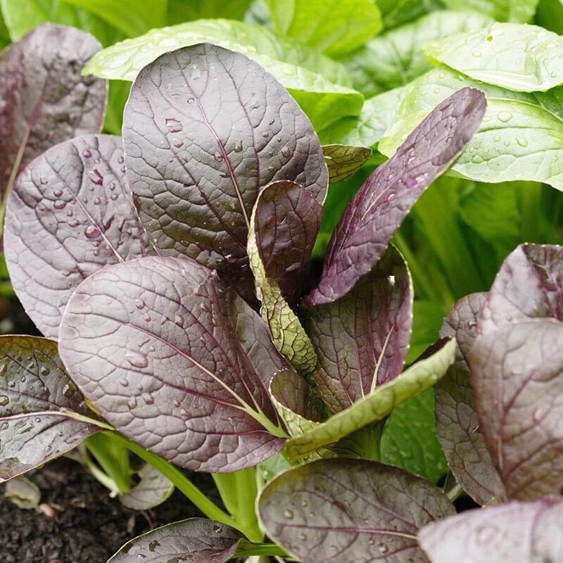 hạt giống Cải ngọt đỏ 319 (1g)