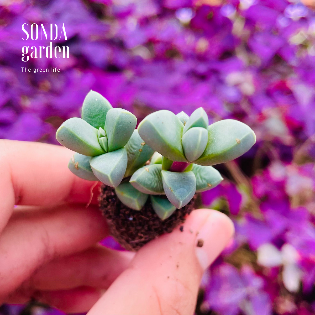 SEN ĐÁ TIM LÁ DÀI SIZE MINI SIÊU KHỎE ĐẸP LỖI 1 ĐỔI 1