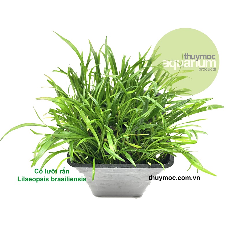Cỏ lưỡi rắn - cây thuỷ sinh cắm nền đẹp tiền cảnh - cây thủy sinh dễ trồng- mộc thuỳ sinh