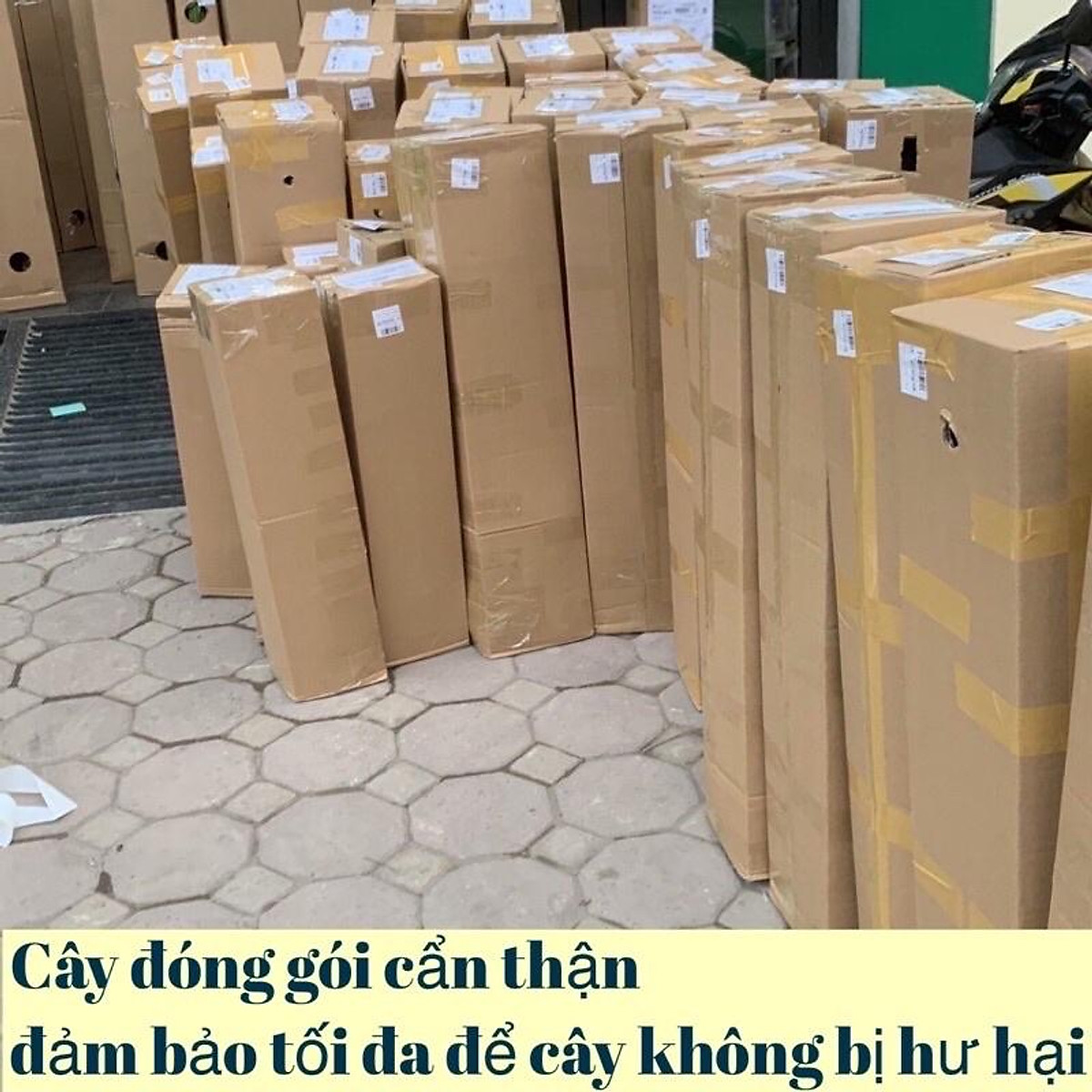 cây giống nho  đỏ Ninh Thuận