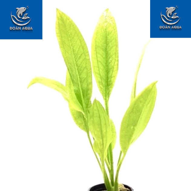 SIÊU RẺ Echinodorus - Cây Lan Nước (Có Rễ) - Cây Thuỷ Sinh