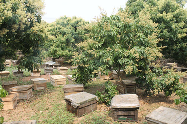 Mật Ong Hoa Xuyến Chi( cỏ Kim) 100% Nguyên Chất