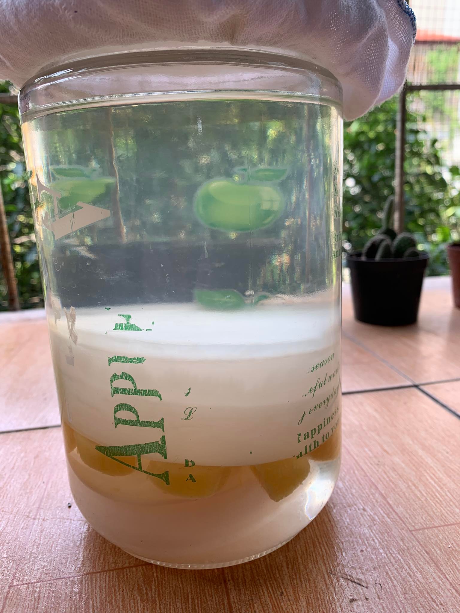 Combo con giấm [con dấm] nuôi + nước mồi