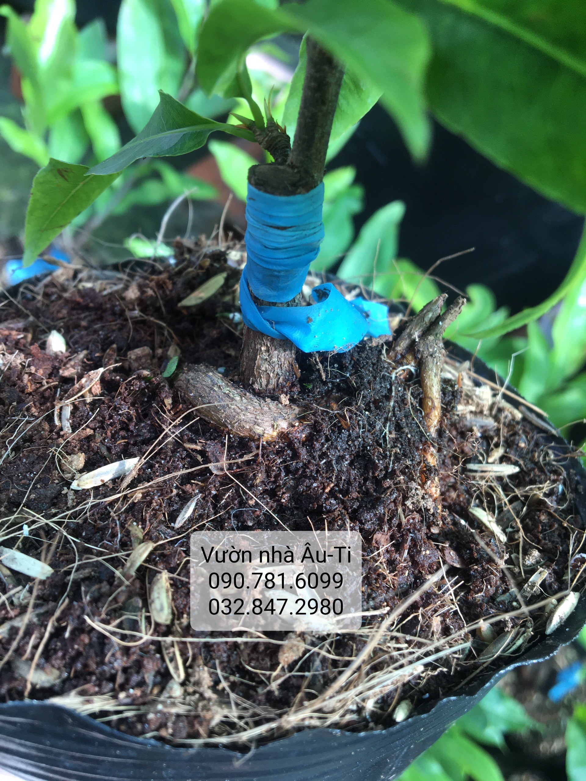 Mai đại lộc bonsai mini để bàn