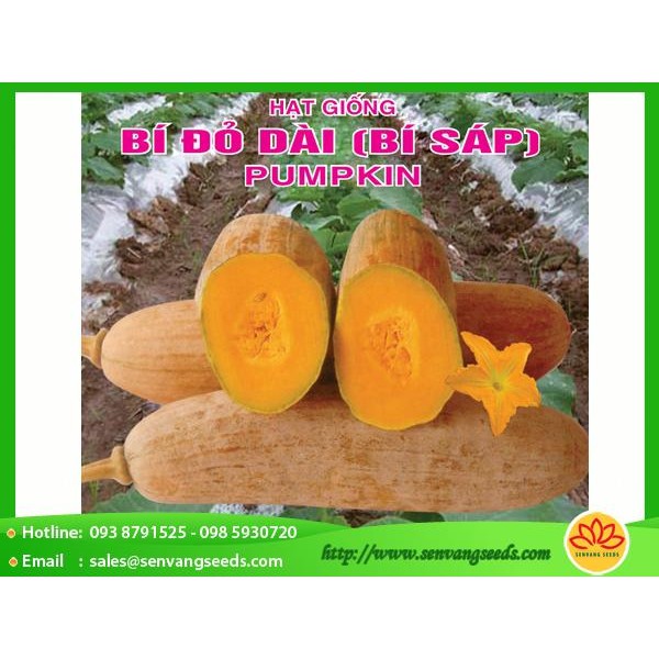 Hạt giống Bí Đỏ Dài ( Bí Sáp) Phú Nông - 10g