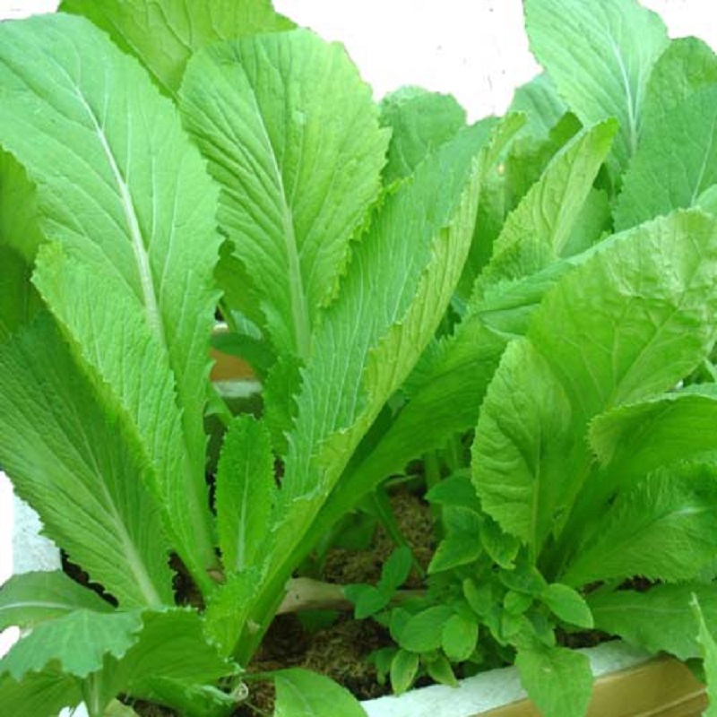 Hạt giống cải bẹ xanh mỡ - gói 20 gram