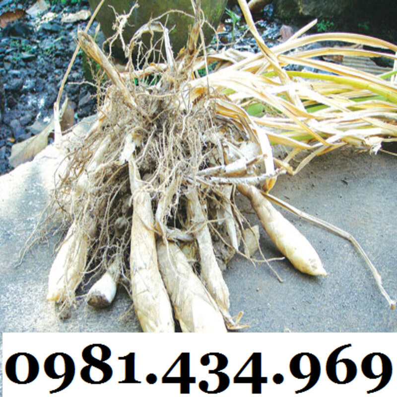 Củ Bình Tinh (Dong Đao, Dong Tróc, Mì Tinh) 01KG Chuẩn Chất