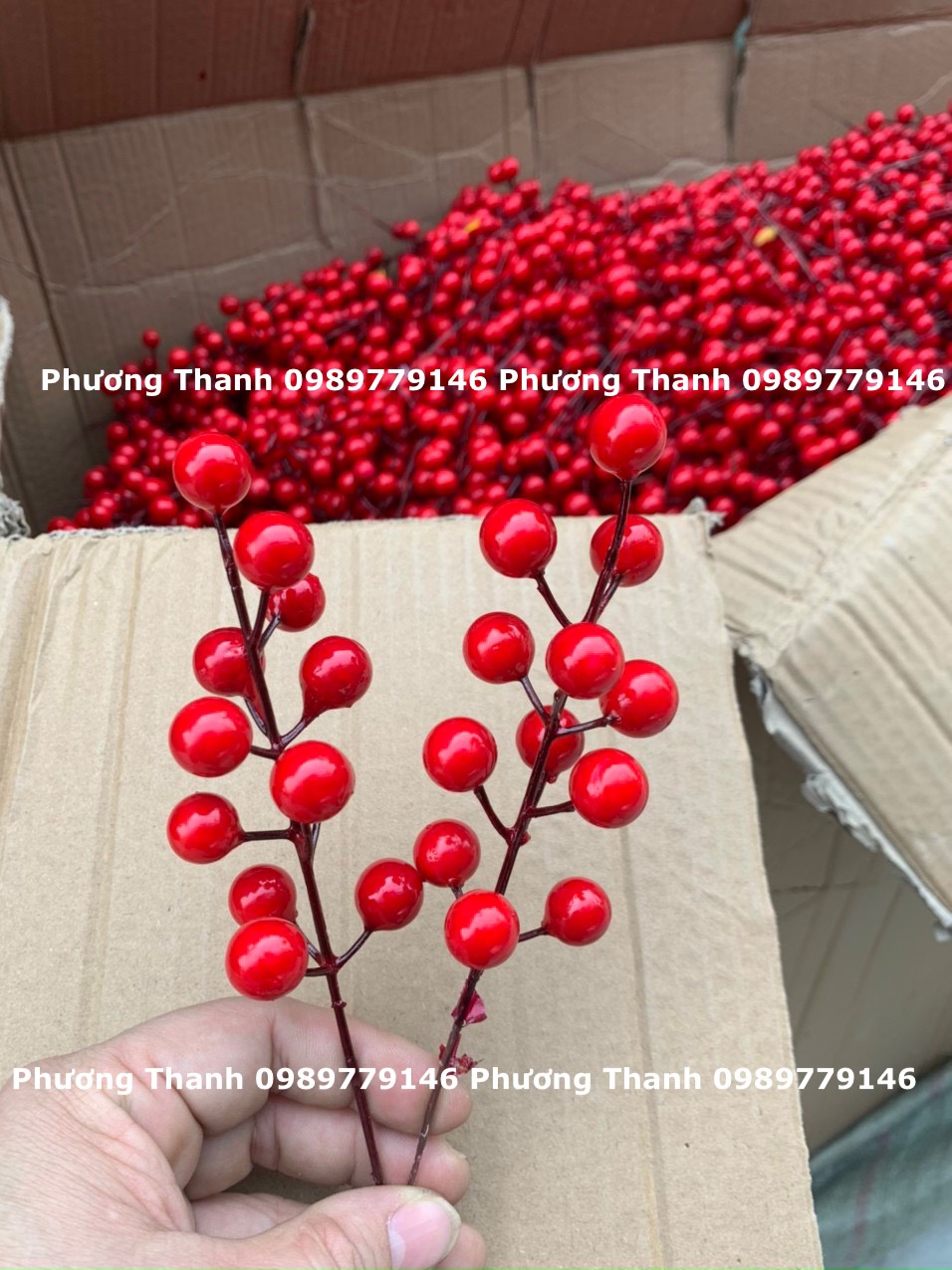 ĐÀO ĐÔNG ĐỎ,Chùm 12 quả