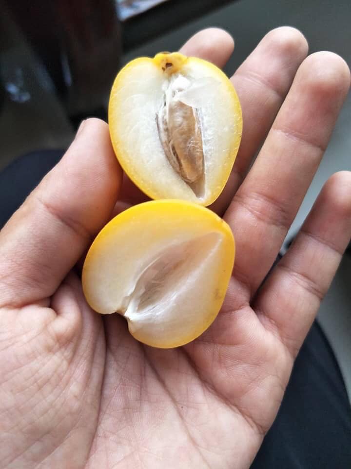 giống cây chà là Israel