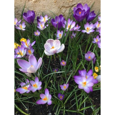 1 Củ hoa nghệ tây saffron