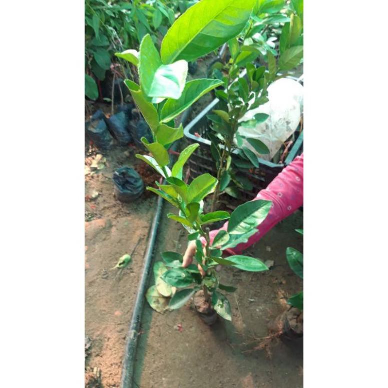 cây giống cây phật thủ