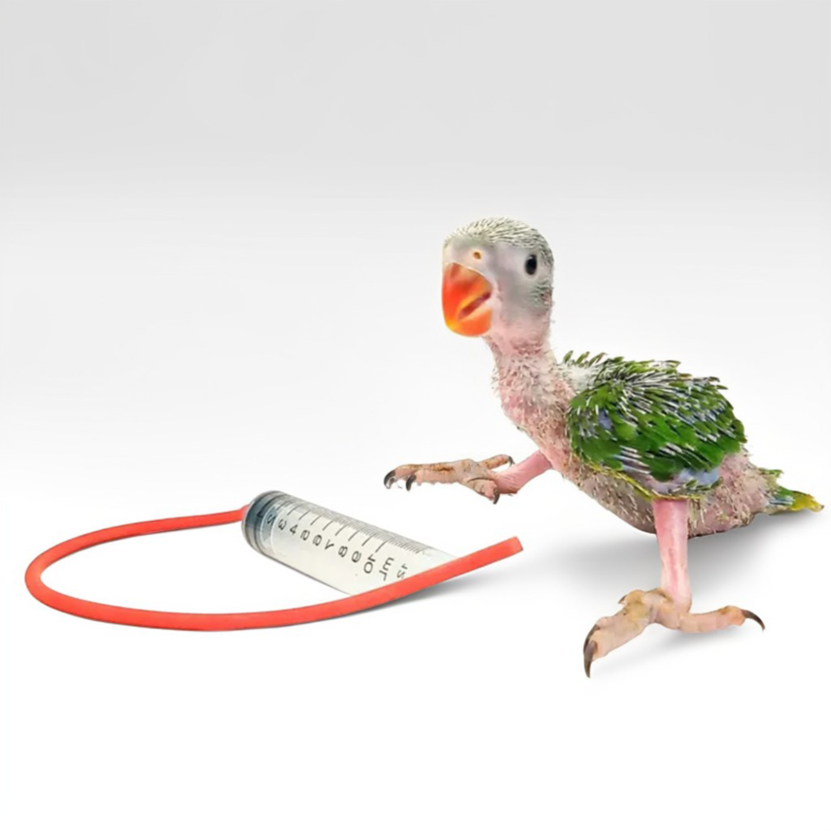 10ml Baby Bird Cockatiel Budgie Parrot Pet Hand Rearing Feeding ...